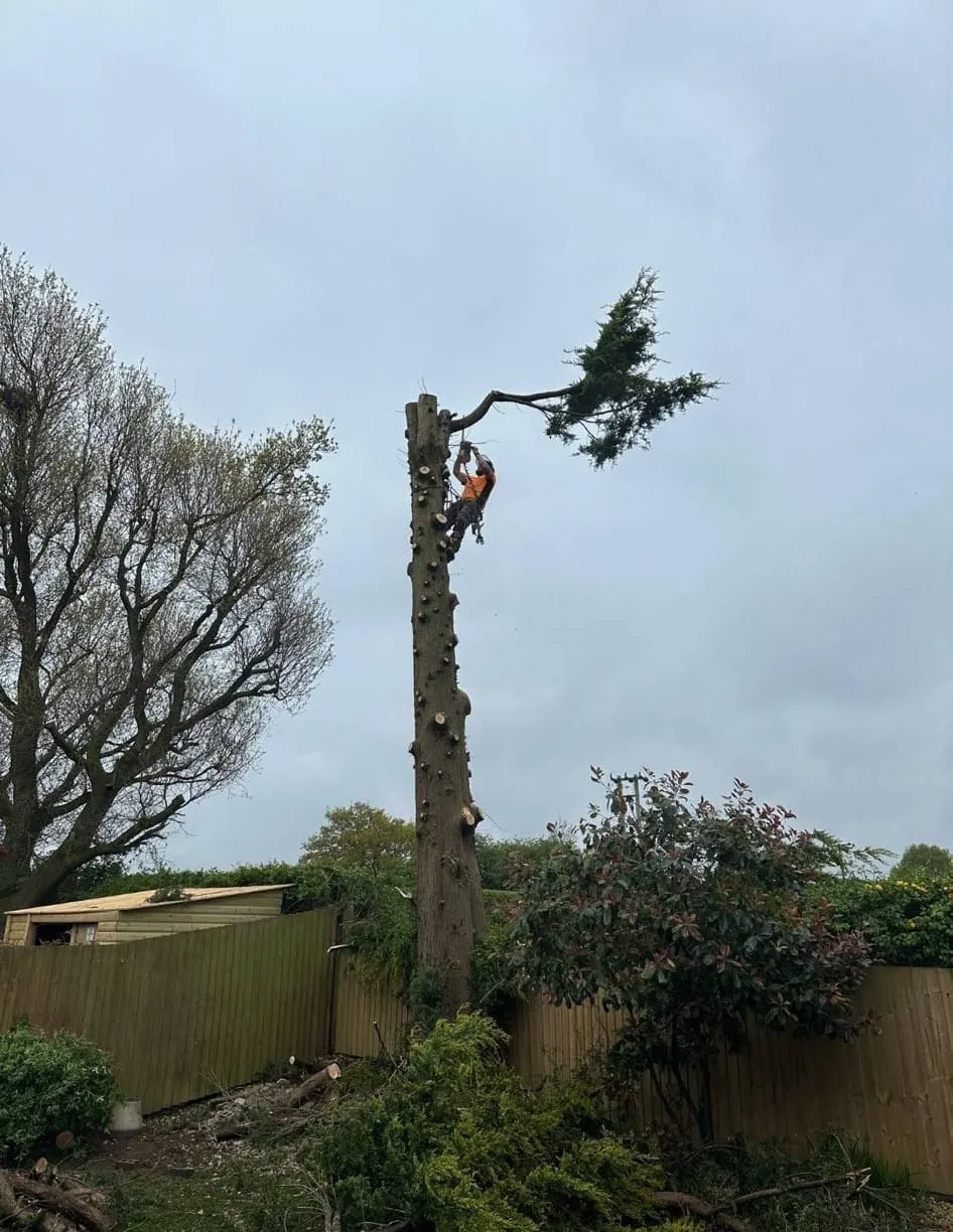 Felling and Sectional Dismantling in Mansfield