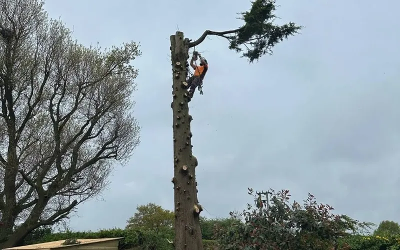 Stem being taken down in sections above a fenced garden with no room to fell