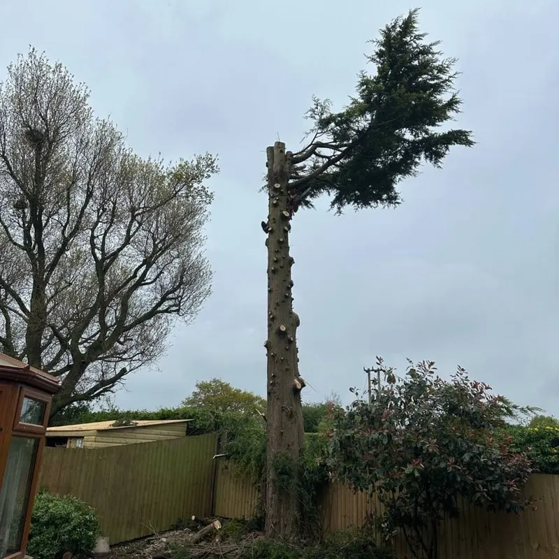 TB Tree Care work