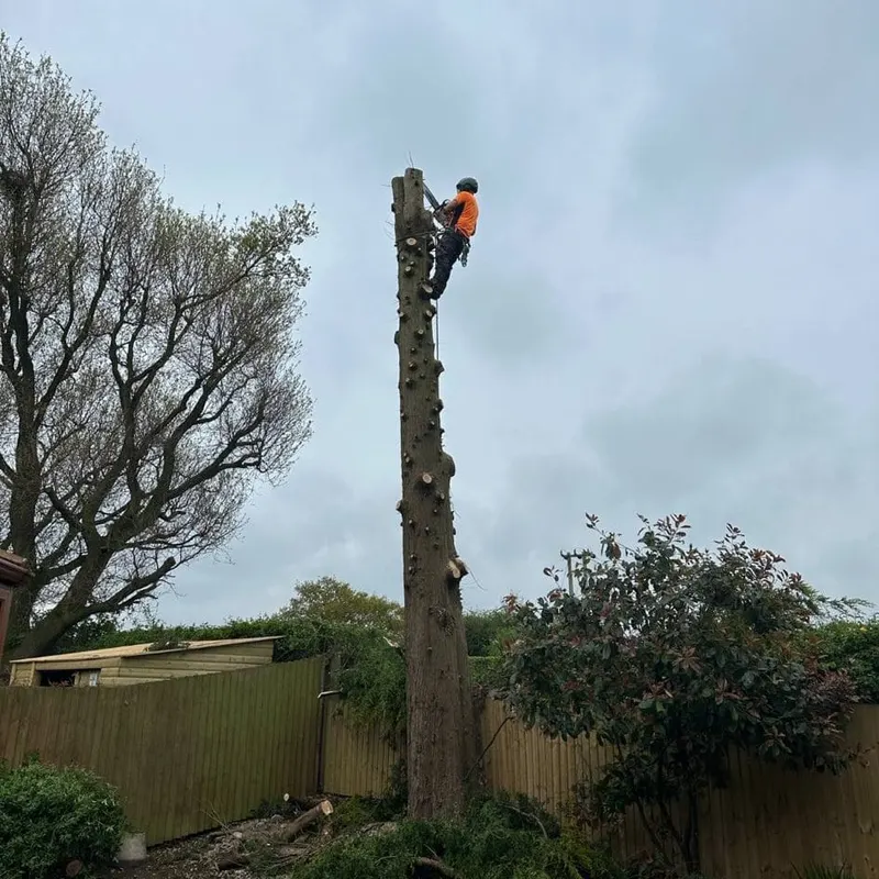 TB Tree Care work