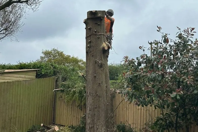 Tree Felling & Removal