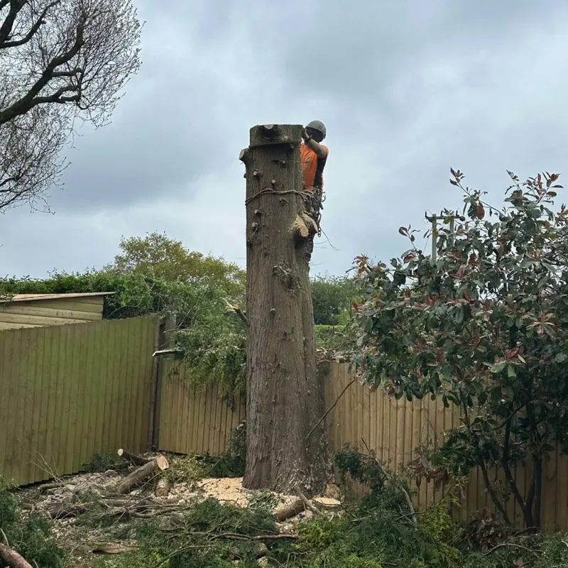 TB Tree Care work