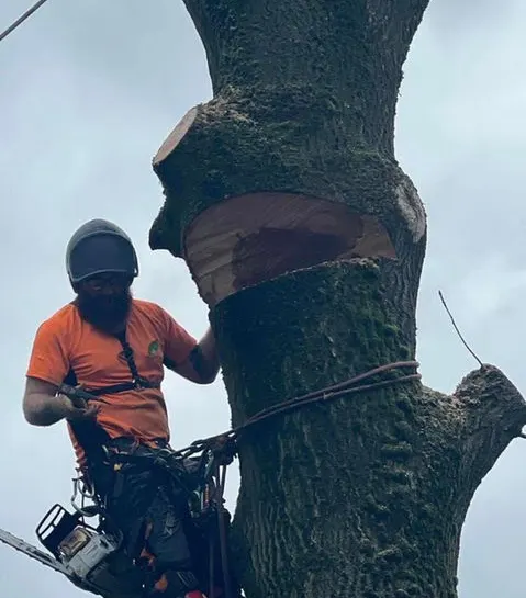 TB Tree Care work