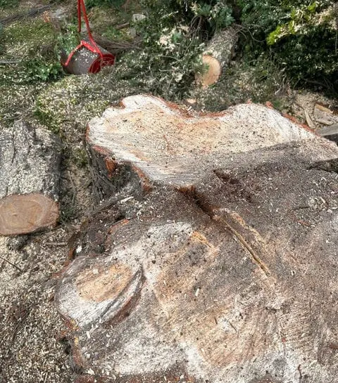 TB Tree Care work