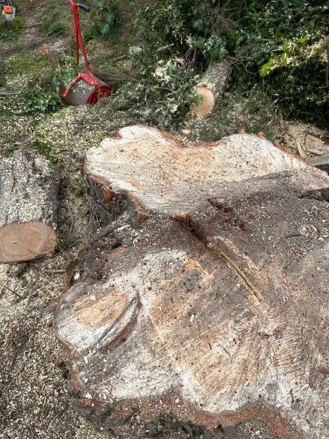 Cut stump showing internal decay and the timber structure behind a removal decision