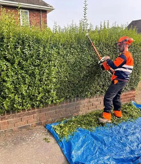 TB Tree Care tree surgery work