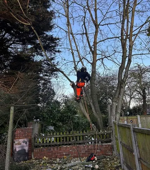 TB Tree Care work