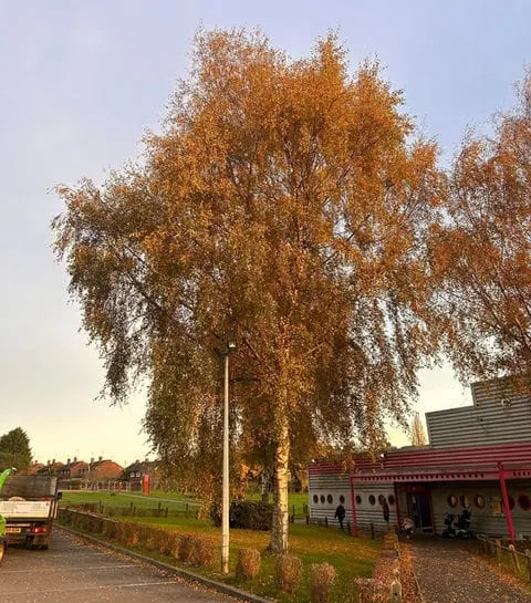 TB Tree Care work