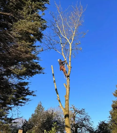 TB Tree Care work