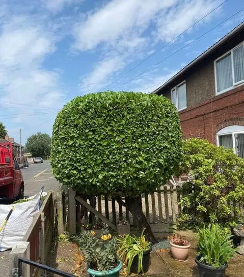 TB Tree Care work