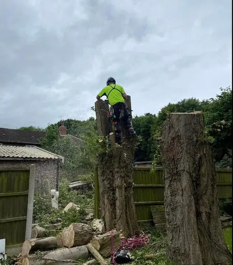 TB Tree Care work