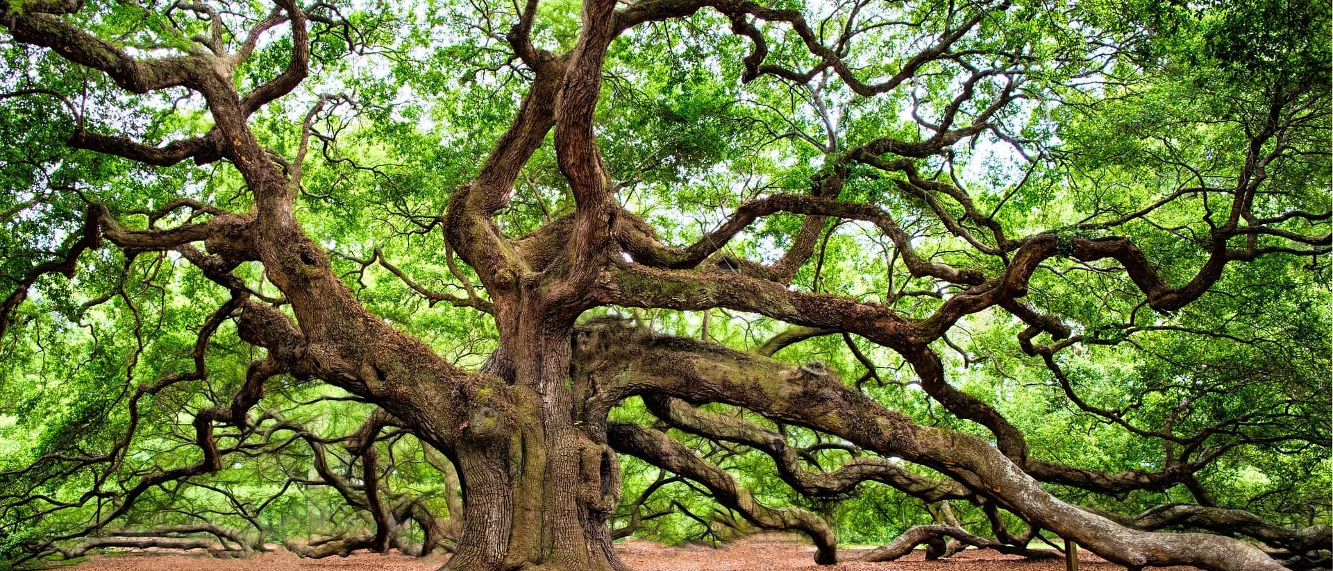 Large oak tree — tree surgery in Gedling NG4