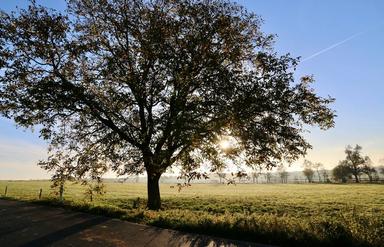 Tree surgery in Nottingham and Beeston NG9