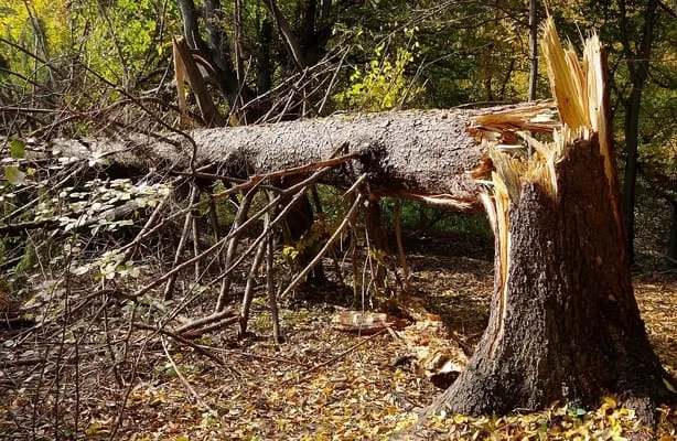 Storm-damaged tree snapped at the trunk and brought down across a garden