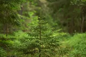 Conifer tree management in Carlton Nottingham NG4