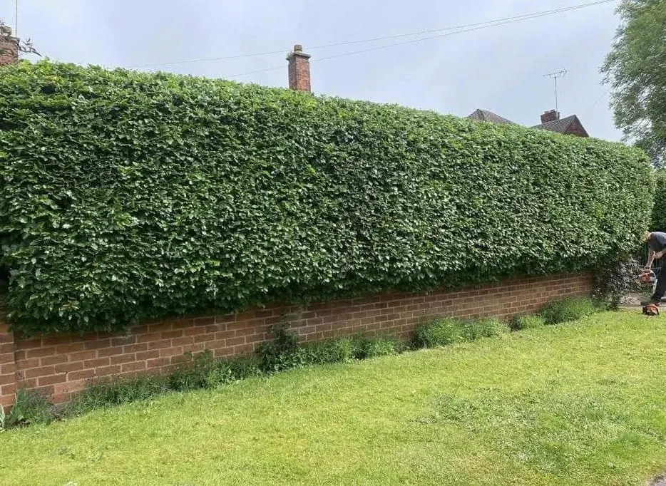 Cleared borders and swept steps after hedge work in Milford