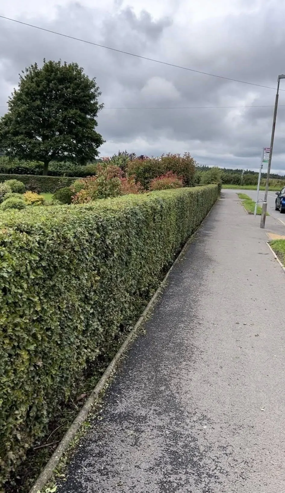 Leylandii screen removed from a Ripley estate garden