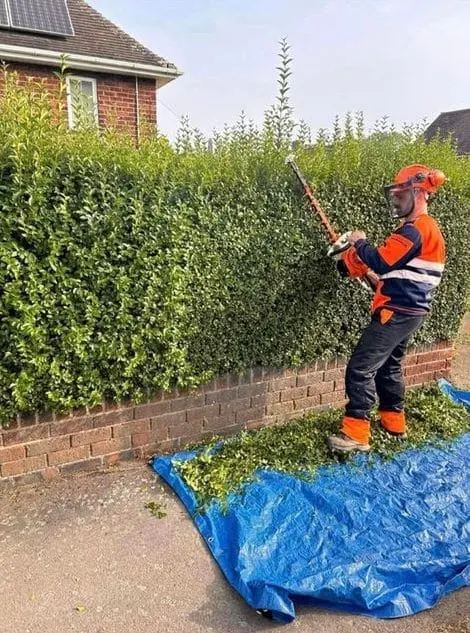 Privet hedge trimmed above a gritstone wall in Belper