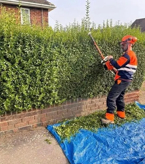 Hedge Trimming & Cutting