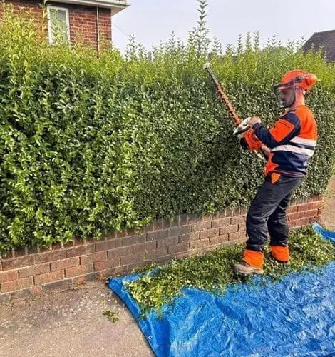 Hedge trimming on a Nottinghamshire property