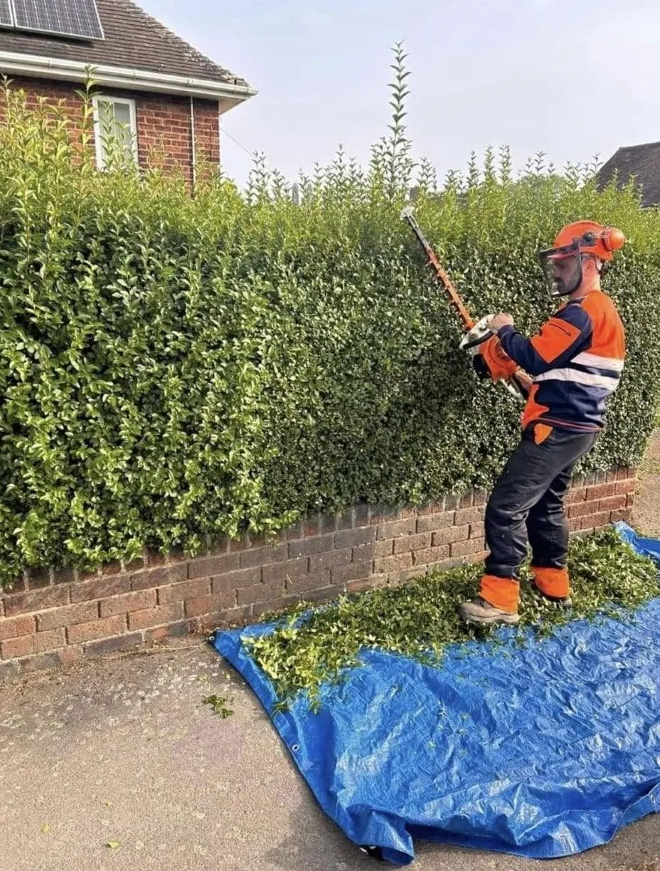 Overgrown hedge part-way through a staged renovation