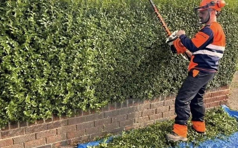 Hedge being trimmed back to a clean line