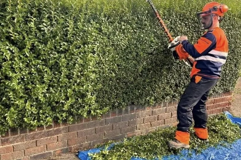 TB Tree Care trimming a tall garden hedge over a collection sheet