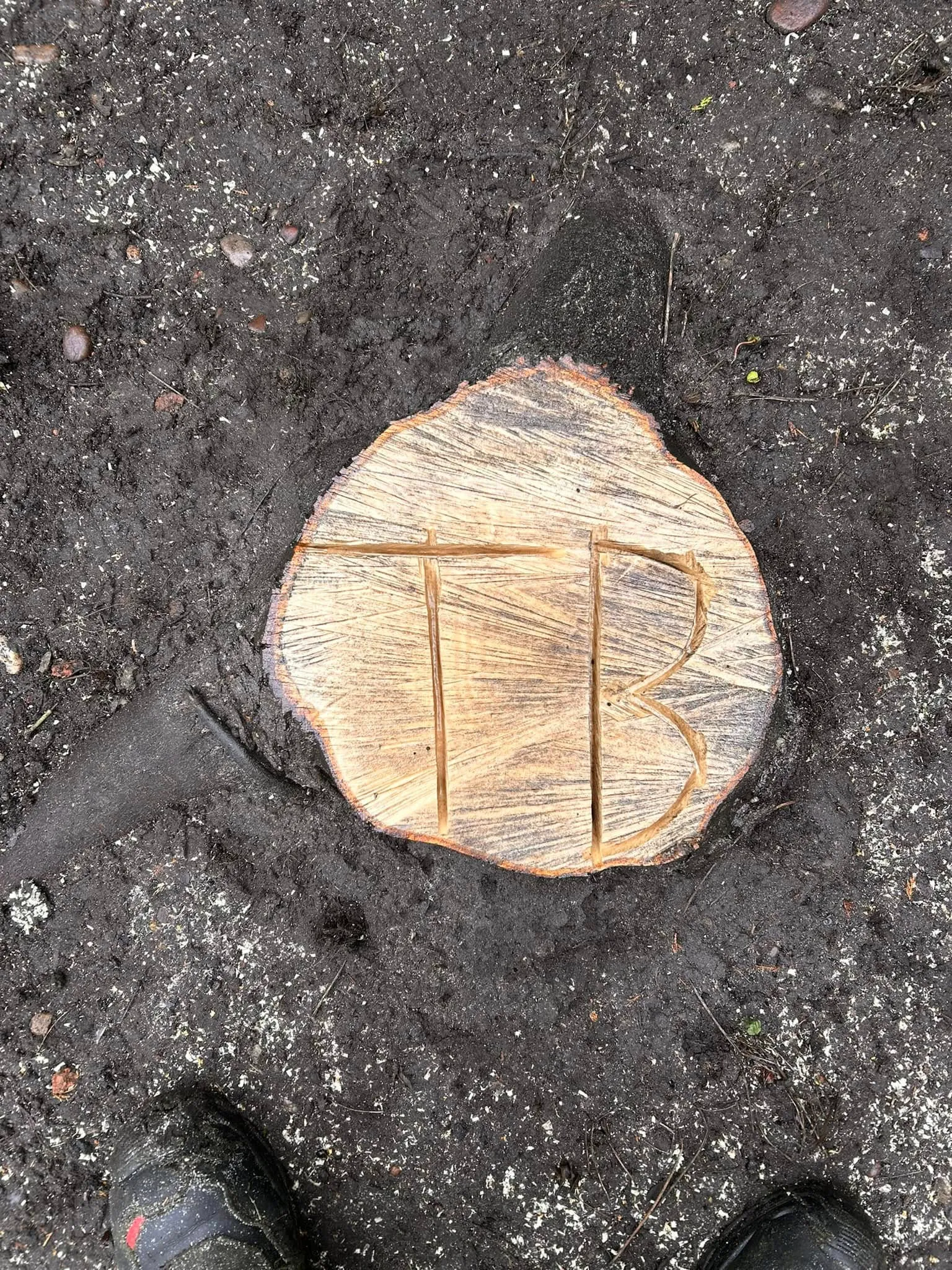 Stump grinding service in Carlton Nottingham