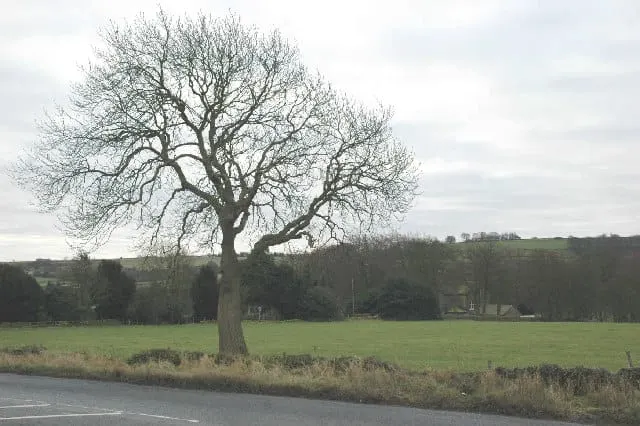 Ash tree in winter showing dieback — Chalara ash dieback Nottinghamshire