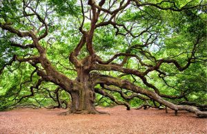 Mature oak tree - tree surgery in Gedling Nottinghamshire