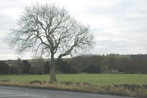 Ash tree in winter showing Chalara ash dieback symptoms