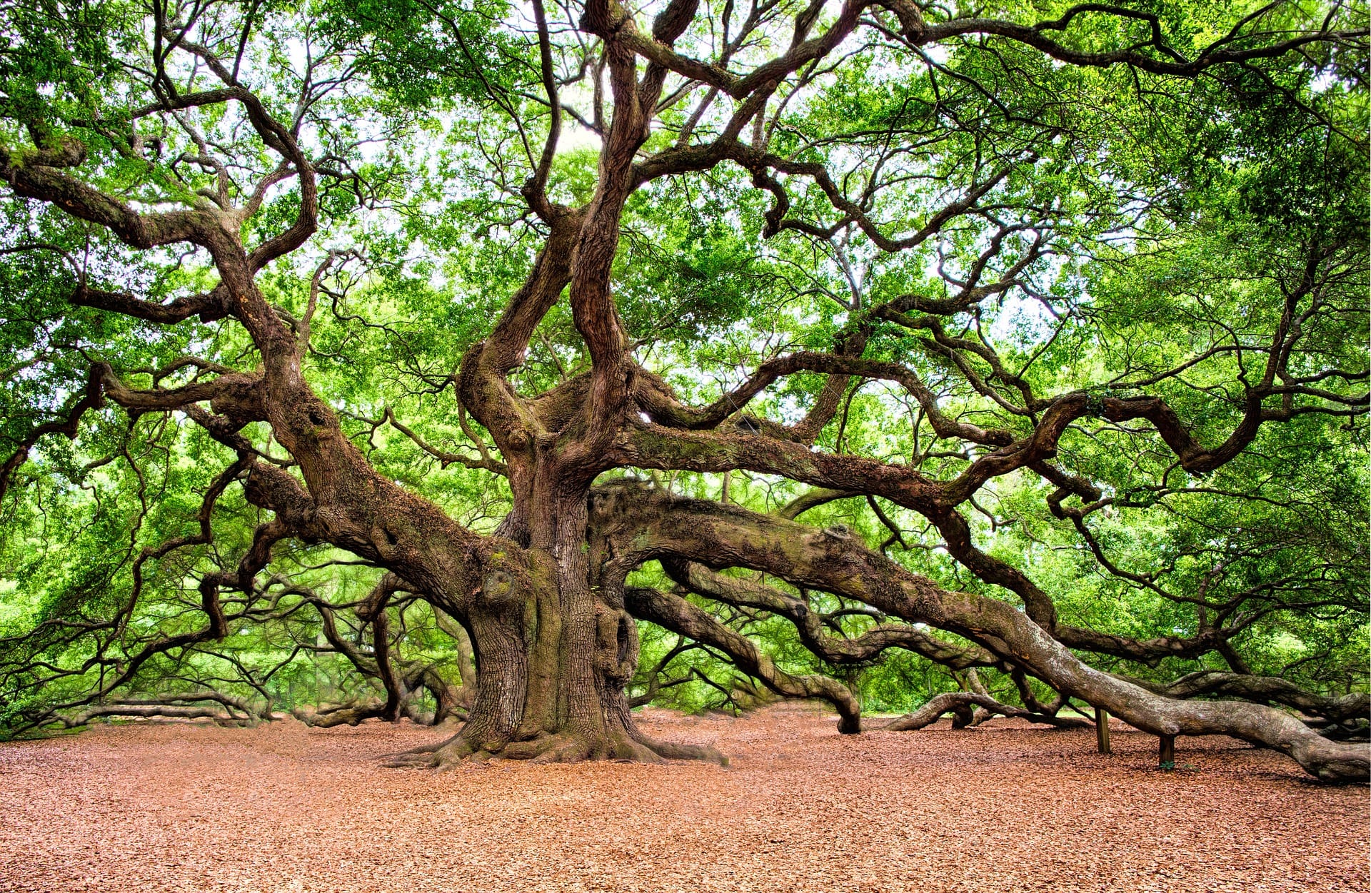 Mature oak tree in autumn — ideal time for tree inspection and management planning
