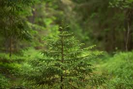 Conifer tree management in Carlton Nottingham