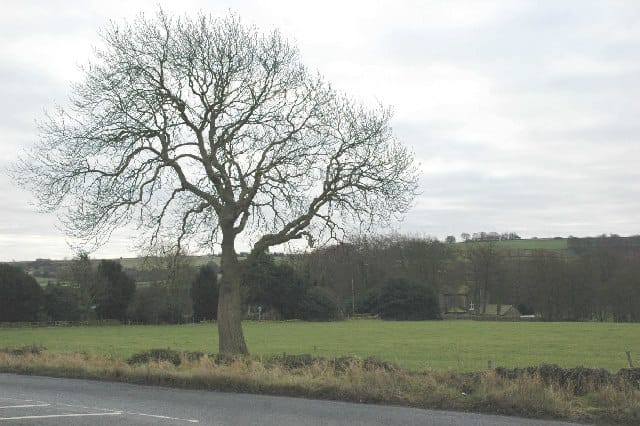 Ash tree in winter showing dieback — Chalara ash dieback Nottinghamshire