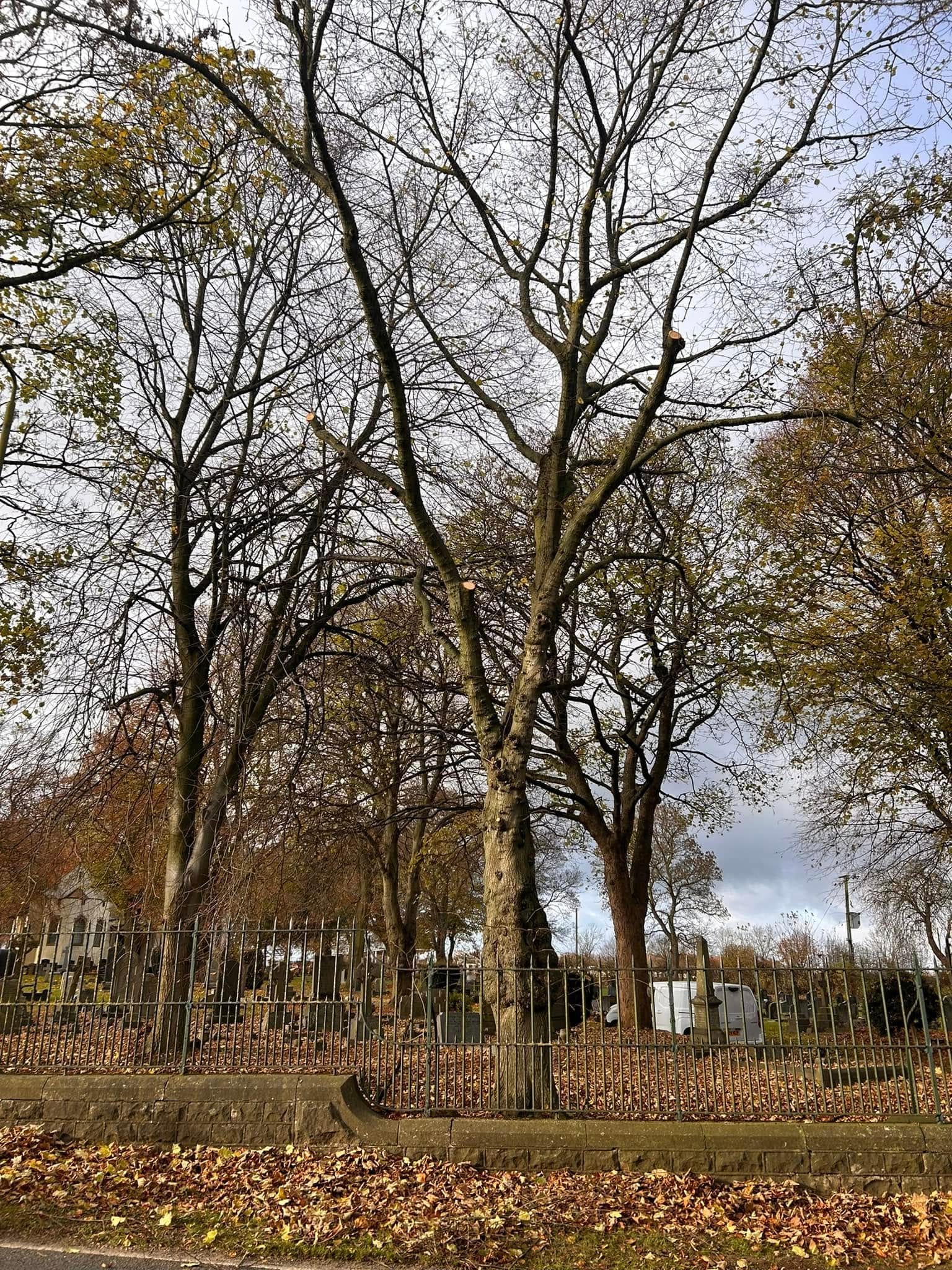 TB Tree Care team at work on a tree surgery job in Beeston Nottinghamshire