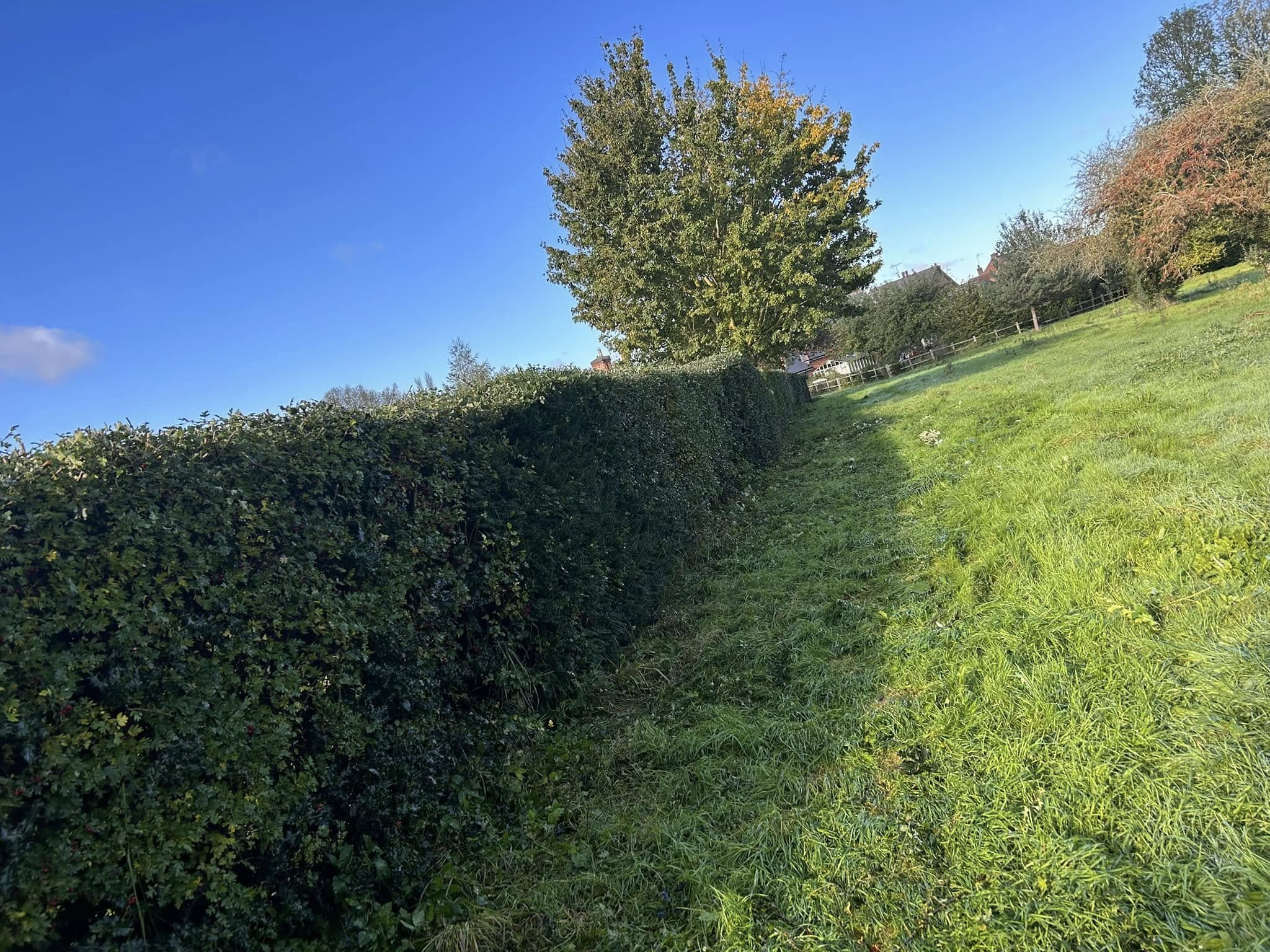 TB Tree Care arborists carrying out a tree inspection in Nottinghamshire