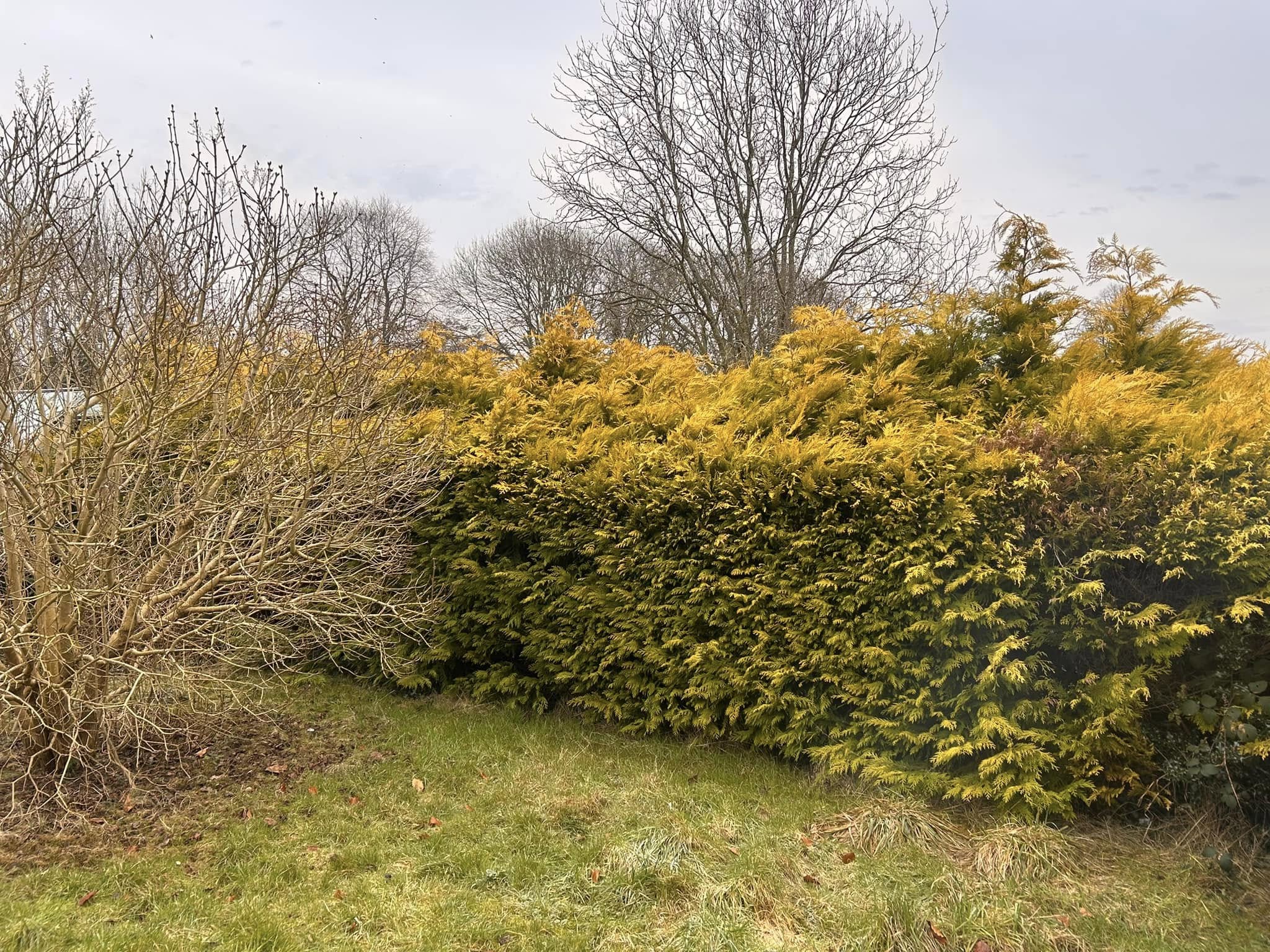 Qualified tree surgeon inspecting a tree on a residential property in the East Midlands