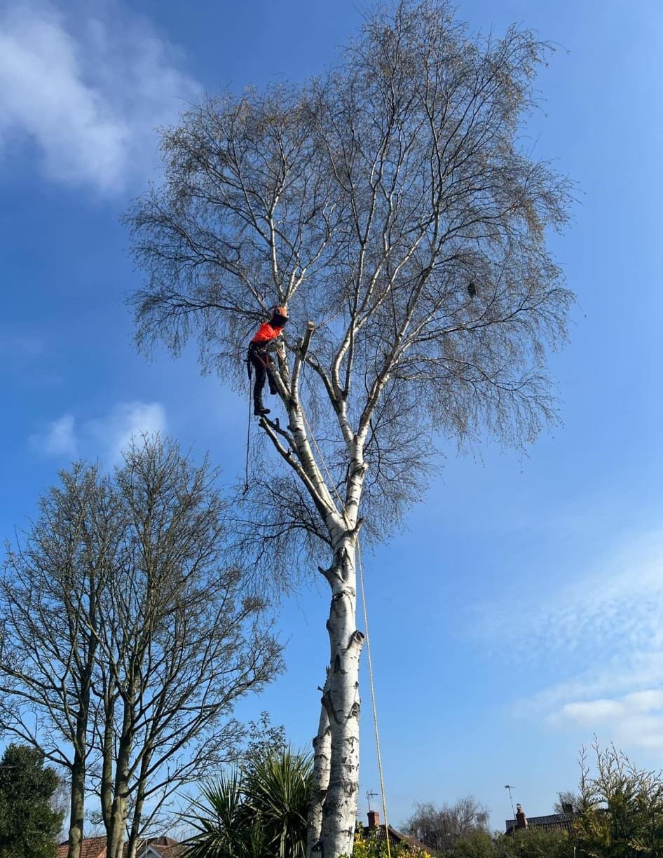 Professional tree removal following storm damage in East Midlands
