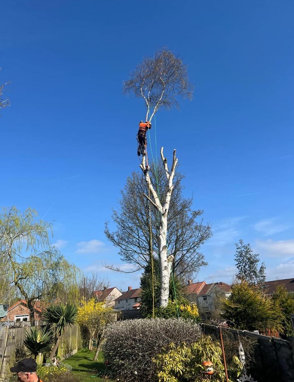 Tree surgery team assessing a mature tree in Nottinghamshire East Midlands