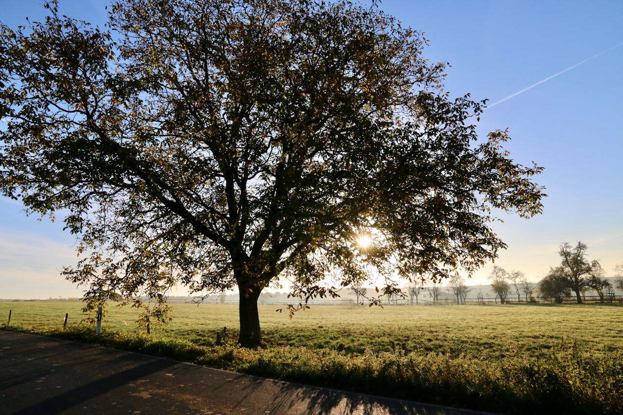 Tree Preservation Order document — TPO application guidance UK