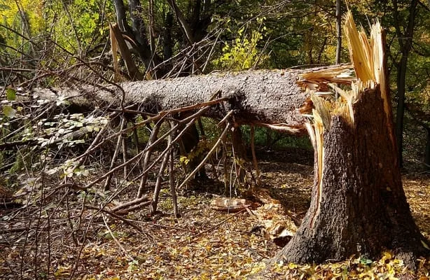 Tree care and orchard management in Southwell NG25