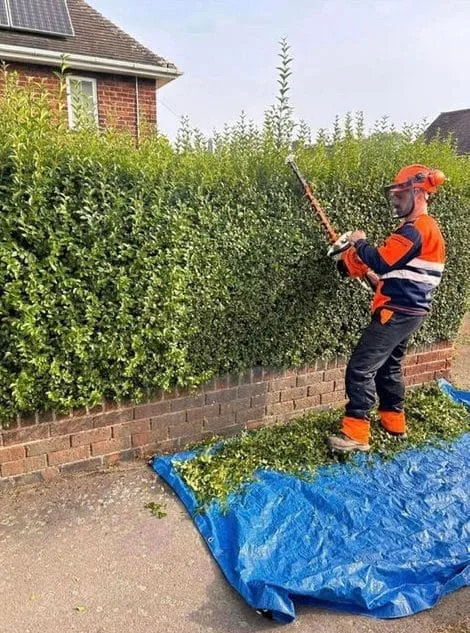 Hedge cutting and tree management Nottinghamshire