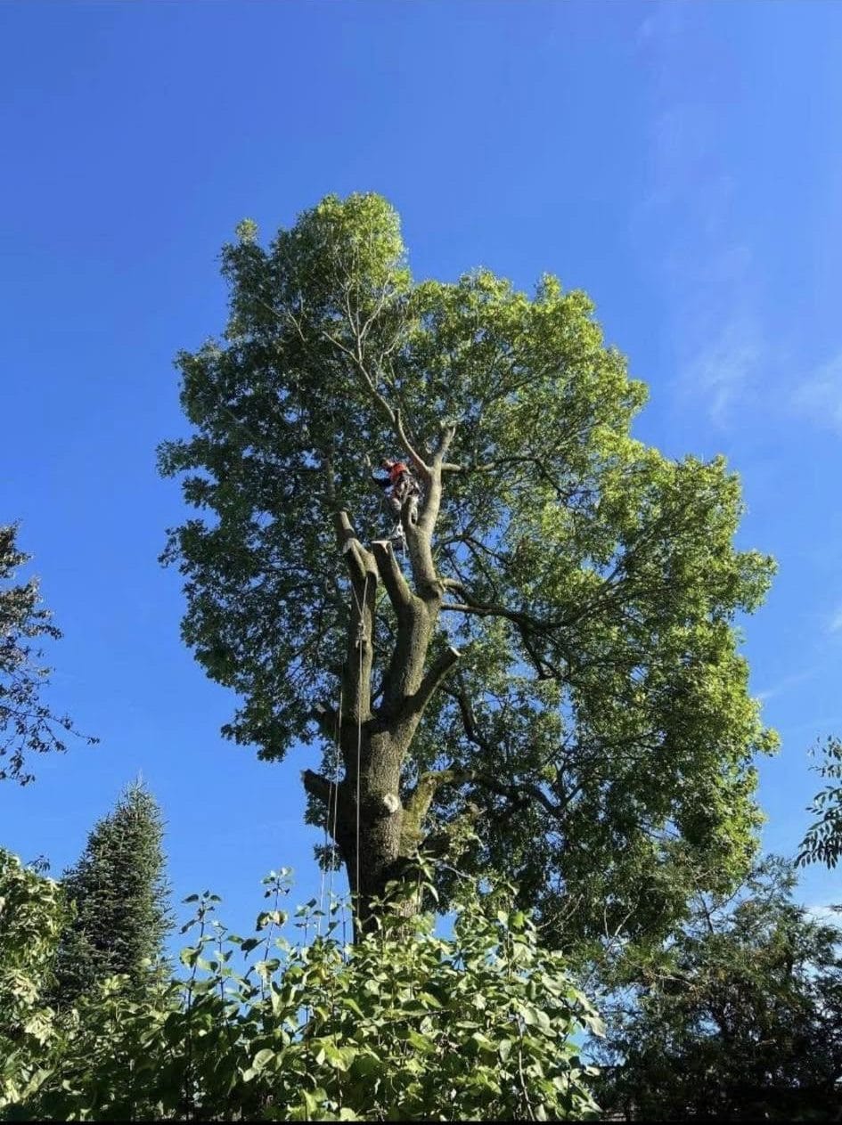 Tree Preservation Order application form and planning guidance
